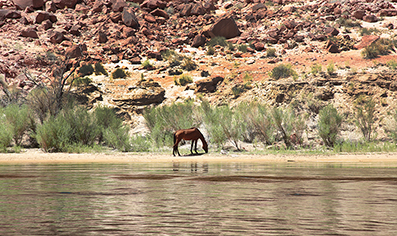Colorado Rafting : Arizona : Arizona Landscapes : Landscape Photos : Richard Moore : Photographer